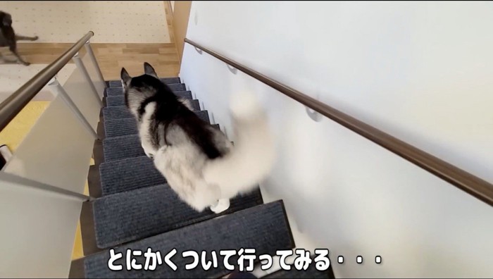 階段を降りていくハスキー犬