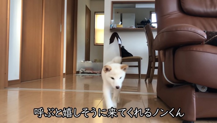 走ってくる犬