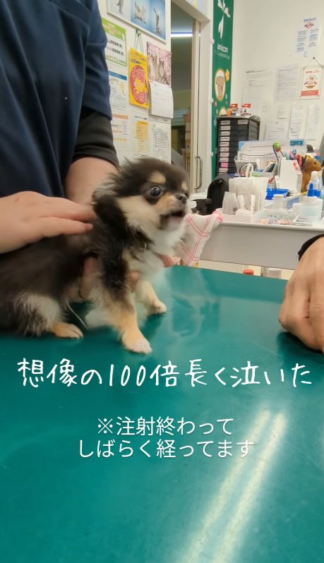 「こんなに可愛い子犬に…」