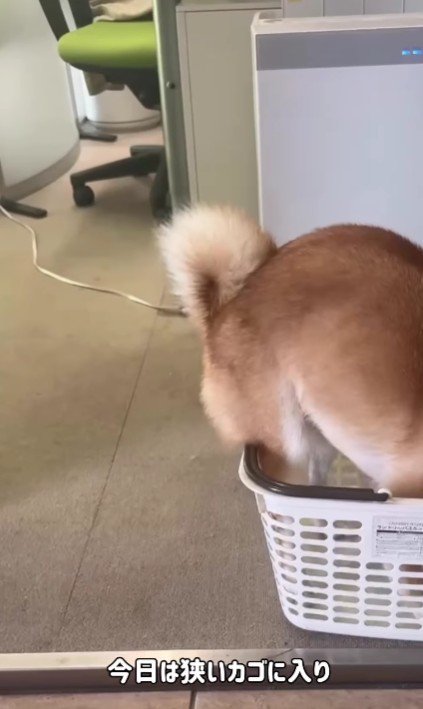 カゴに入るようにもなった