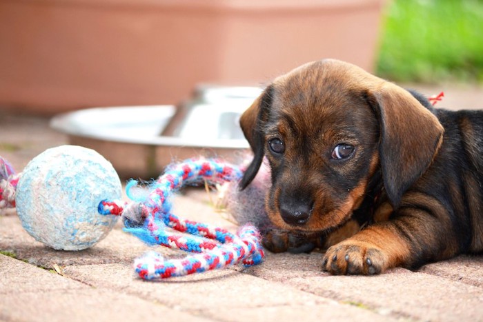 おもちゃとこちらを見つめる子犬