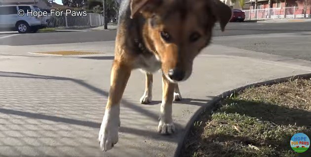 恐る恐る近づく犬