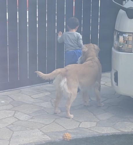 フェンスを見つめる男の子と後ろに立つ犬