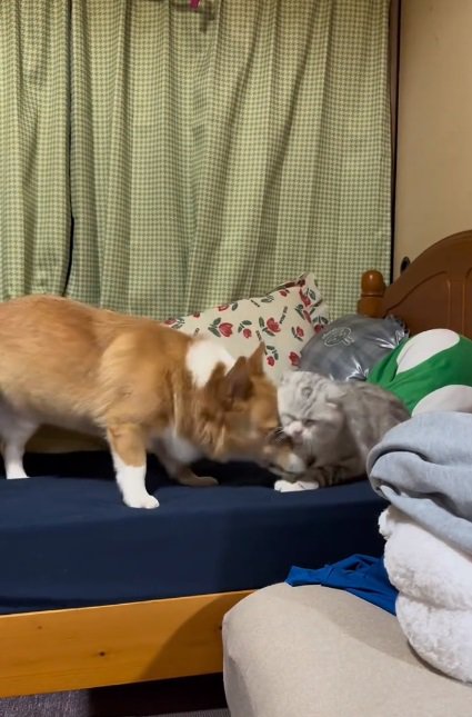 目をつぶるにゃーさん