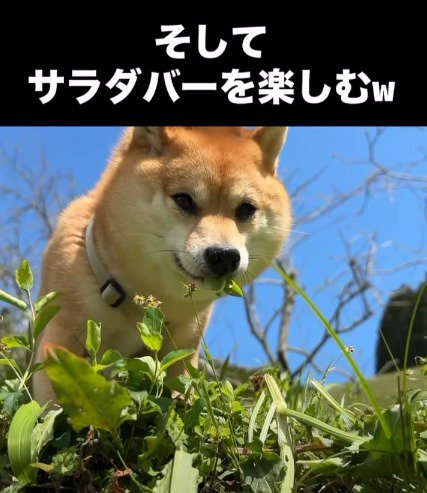 地面に生えた草を食べる犬