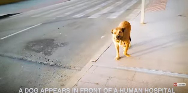 カメラに寄ってくる犬