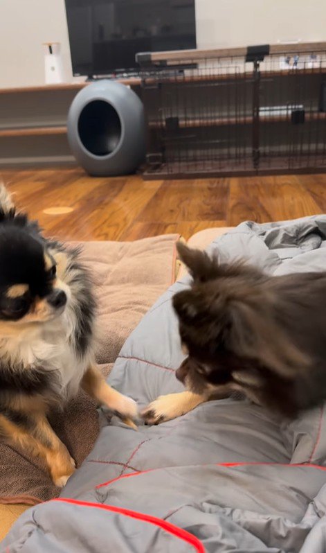 よもぎ君VSしょうぶ君の喧嘩3