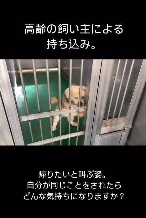 12歳の小さなわんこ