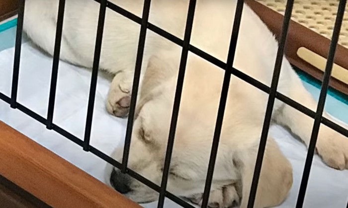 眠る子犬