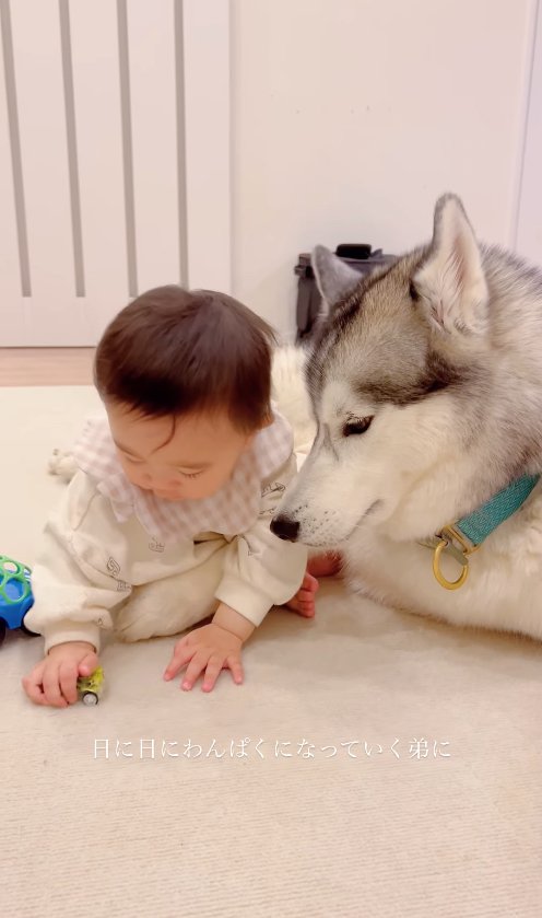 おもちゃで遊ぶ子供の手元を見つめる犬