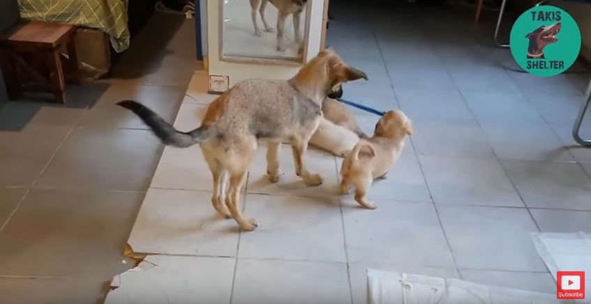 ひもで遊ぶ犬