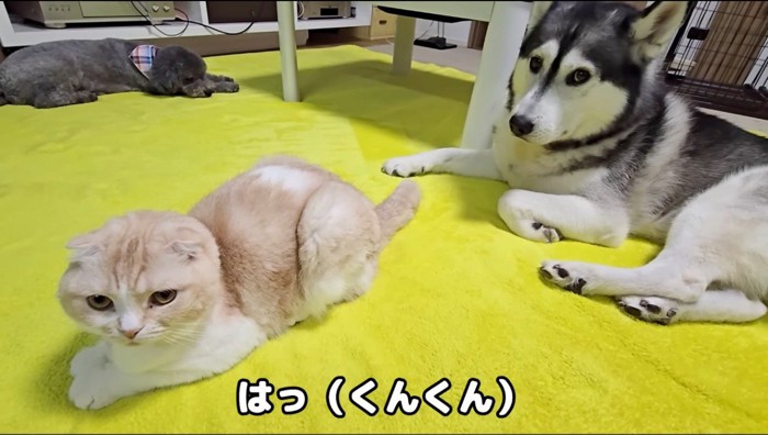 カメラを見る犬