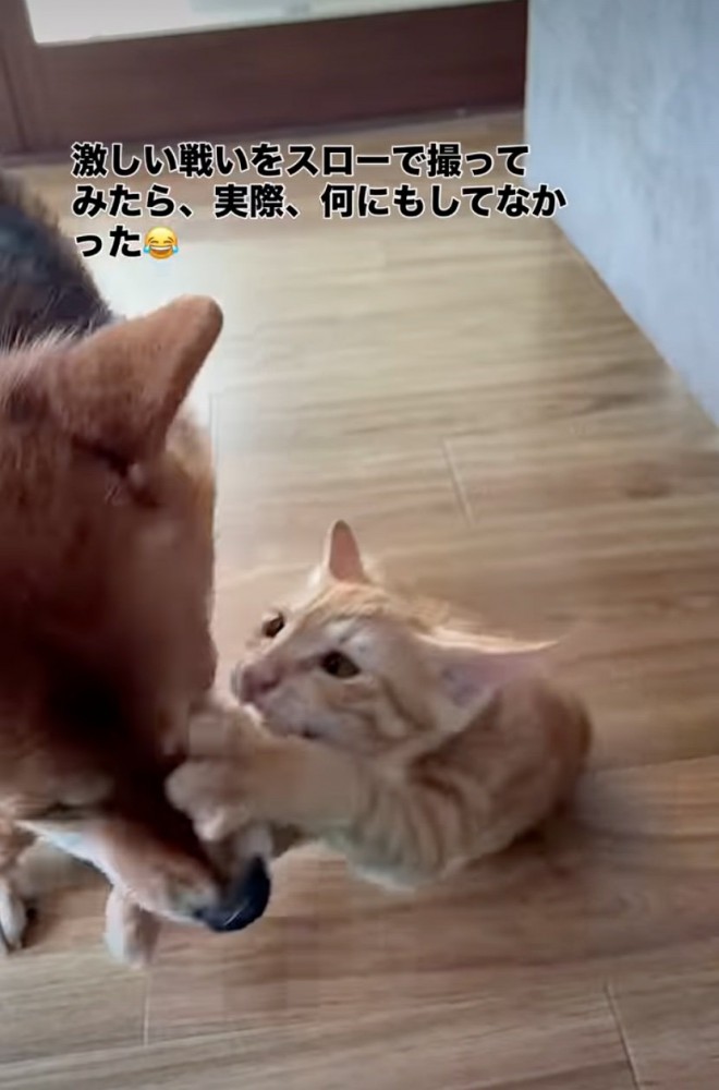 犬の鼻にしがみつく子猫