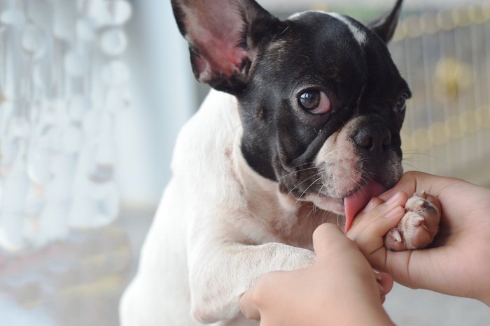 カメラ目線で人の手を舐めている犬