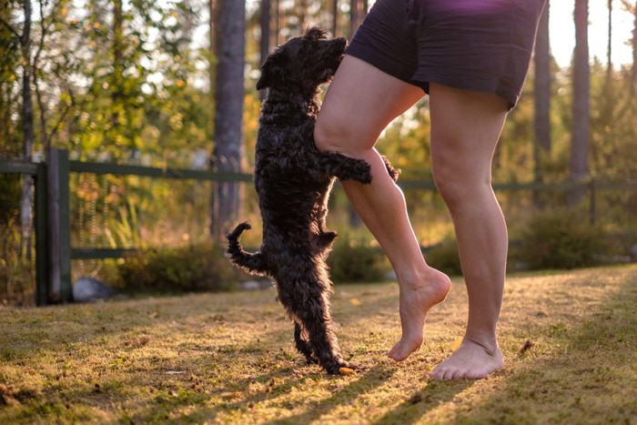 足にしがみつく犬