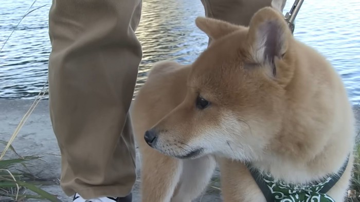 男性の足と犬