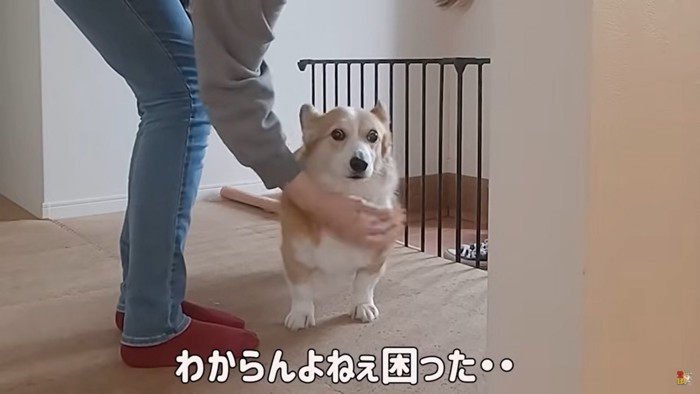 女性に抱えられる犬