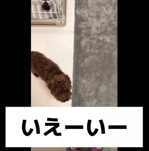 「遊んでー！！」