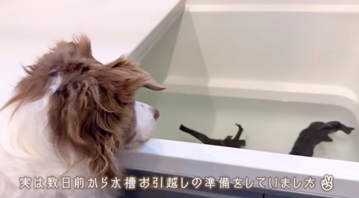 浴室にやってきたボーダーコリー