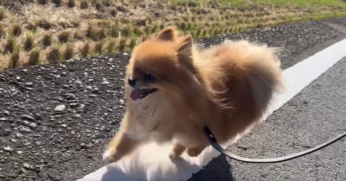 白線の上を走る犬1