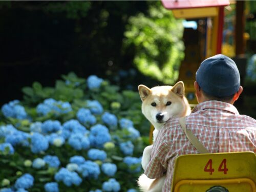 柴犬を抱く男性