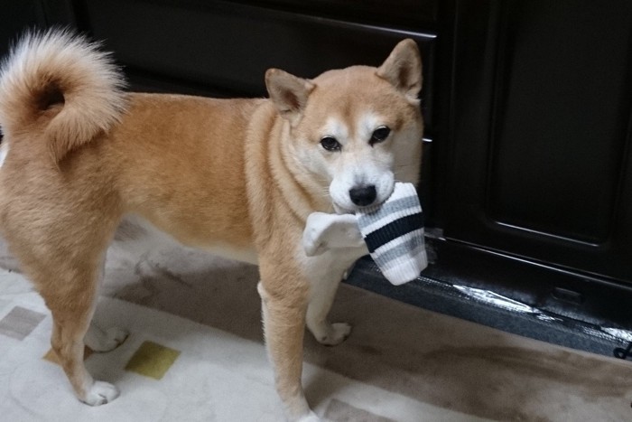 靴下を口にくわえた柴犬