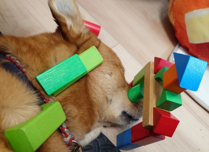 積み木を乗せられた風太くん1