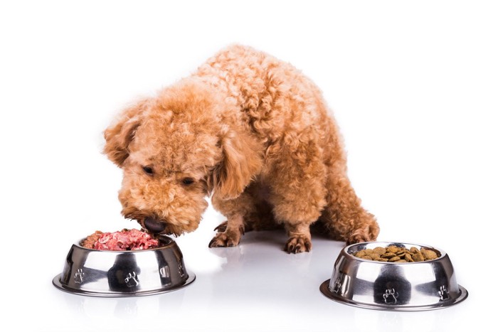 老犬がご飯を食べない時の対処法