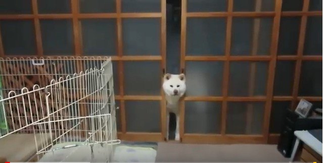 挟まっている犬