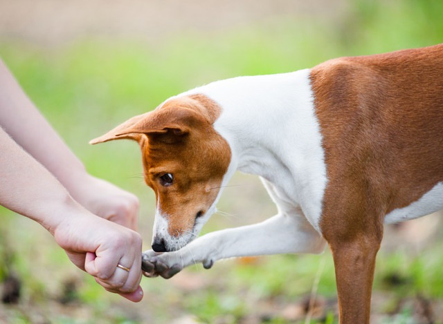 人の手に合わせる犬