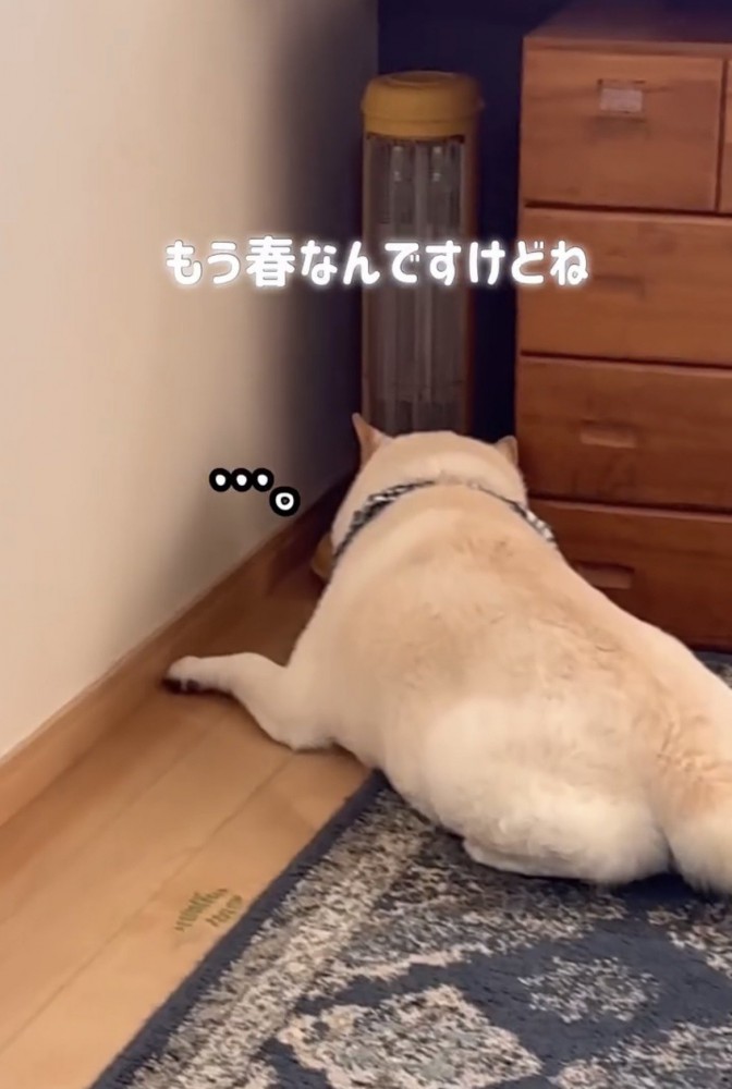 ストーブの前に伏せる犬