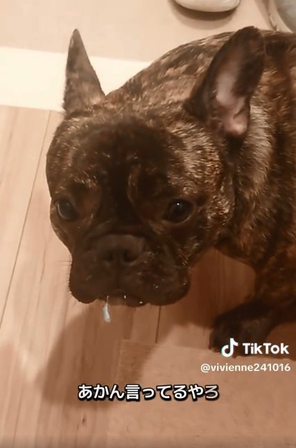 反省するヴィヴィちゃん