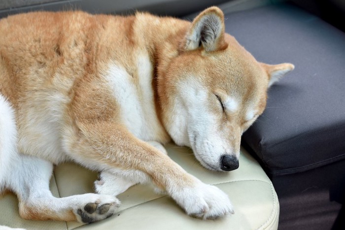 ベッドでお昼寝をする柴犬