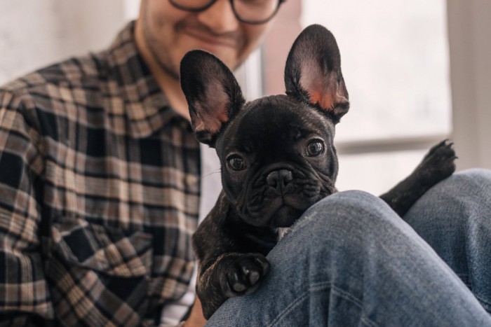 飼い主さんの膝の上に乗る犬