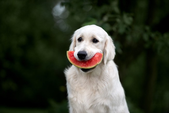 犬スイカ