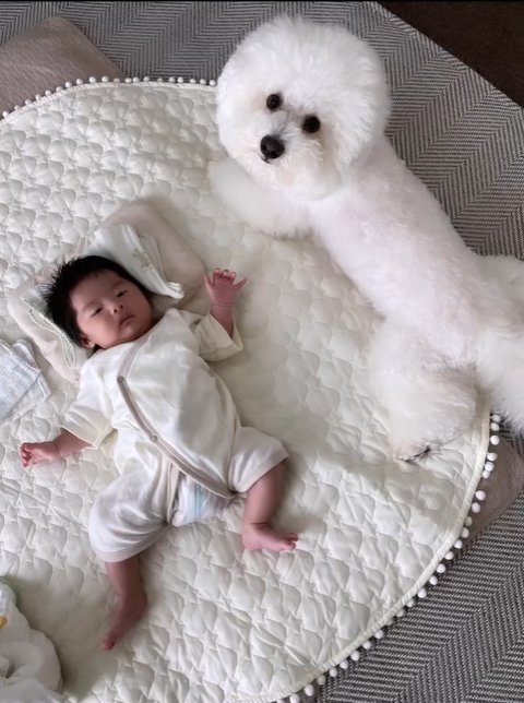 生まれて間もない赤ちゃんと小型犬