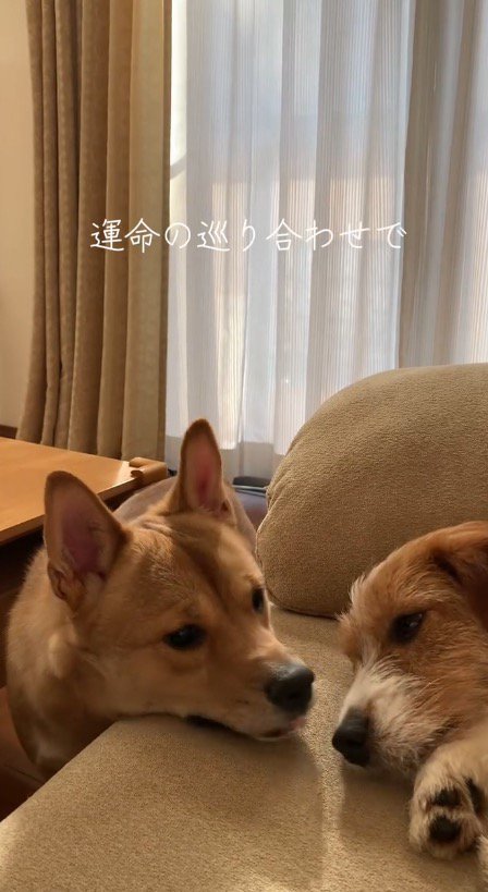 妹犬に顔を近づける犬