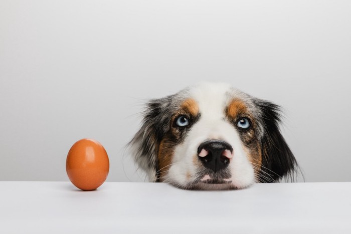 とうもろこしを口にくわえる犬