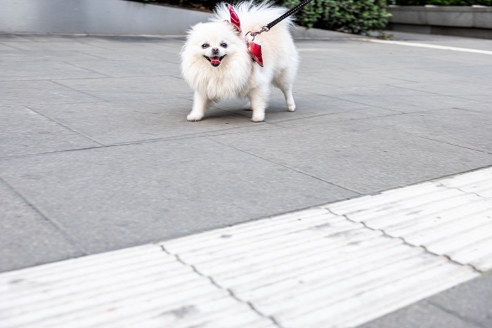 歩道にクリームポメ