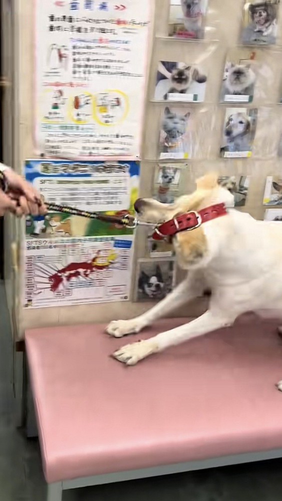 抵抗する犬、抜けそうな首輪