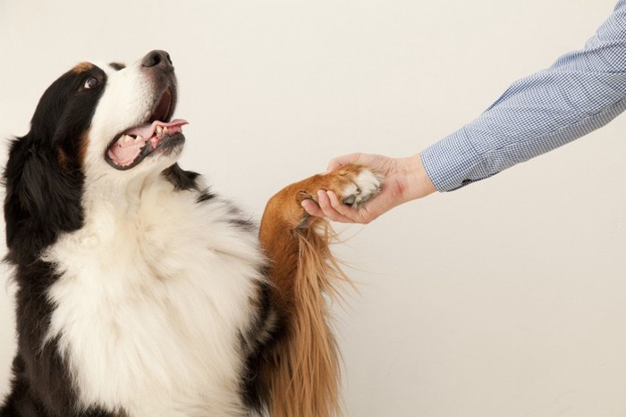 お手をする犬