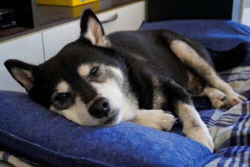 ベッドで眠る高齢の柴犬
