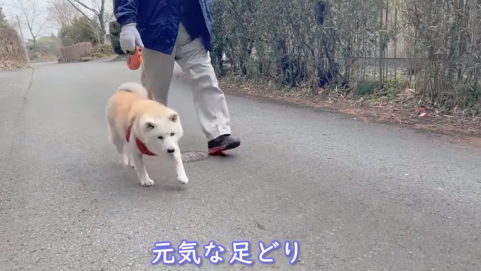 おじいちゃんと散歩するあいちゃん