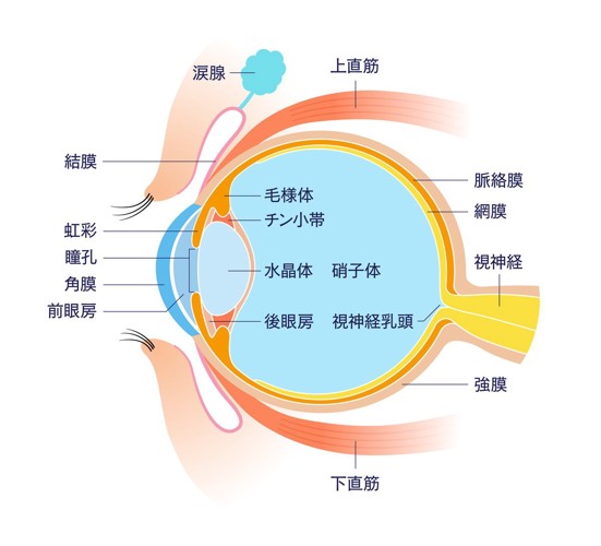 目の模式図