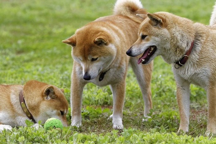 三頭の柴犬