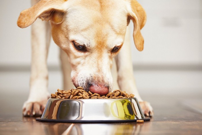 ドッグフードを食べる犬