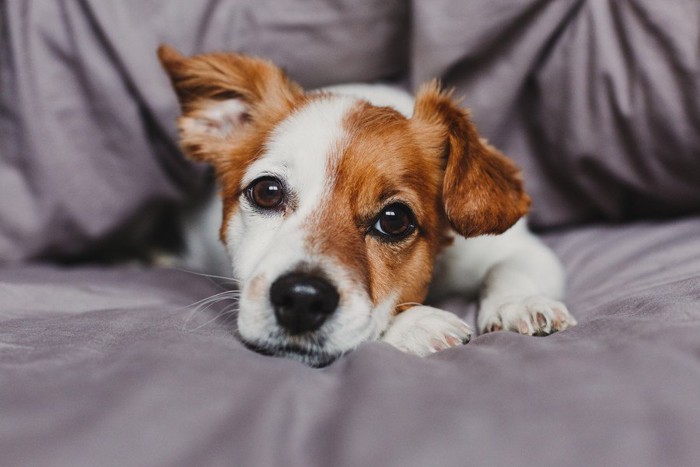 伏せをする犬