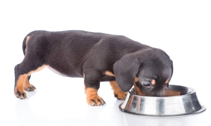 ご飯を食べるダックスフンドの仔犬