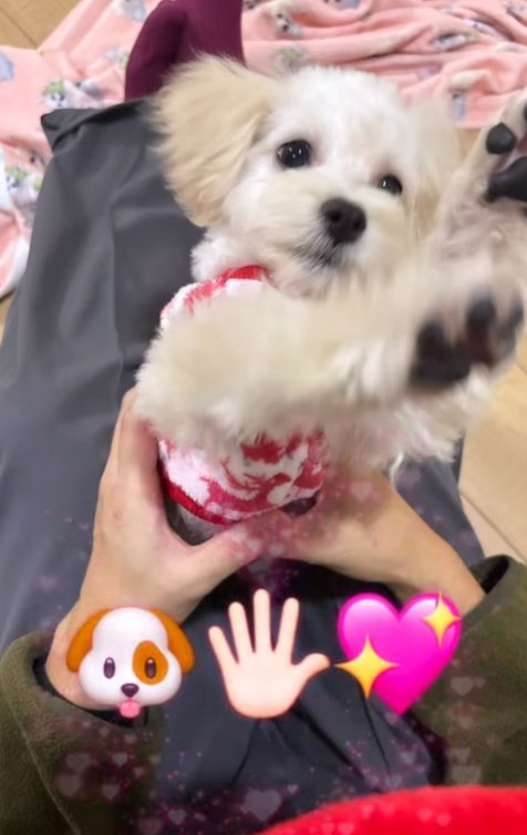 ハイタッチする子犬