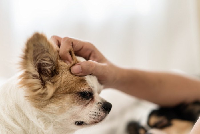 頭を掴まれるようにして撫でられている犬